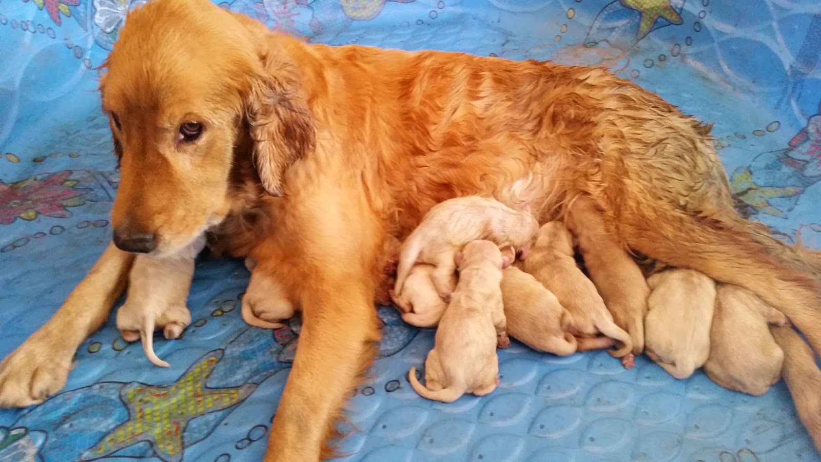 It’s a girl! And a boy, and a girl….